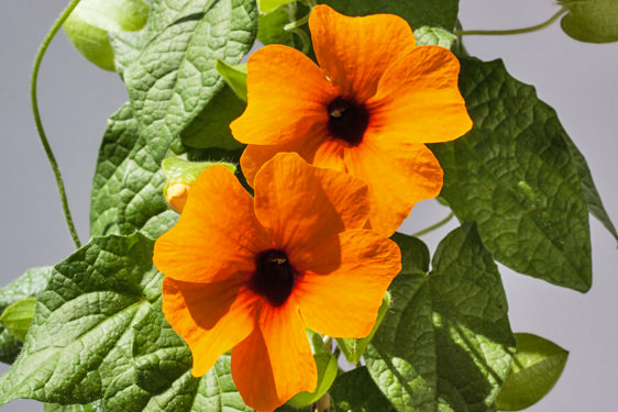 Thunbergia