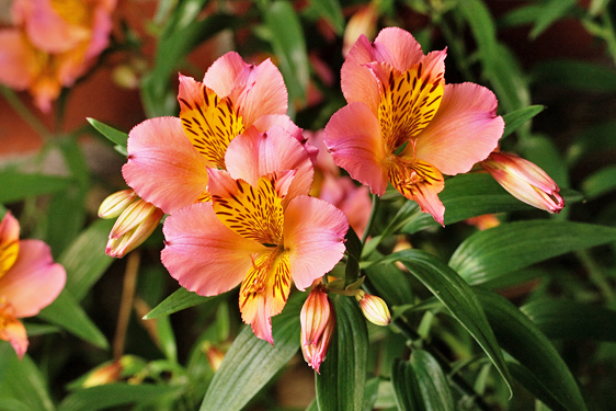 Alstroemeria