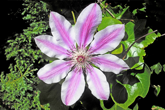 Clematis