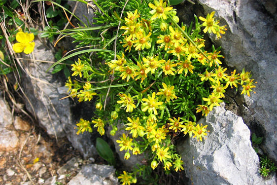 Saxifraga