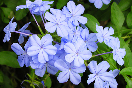 Plumbago