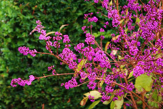 Callicarpa