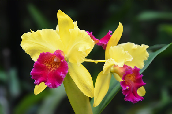 Cattleya