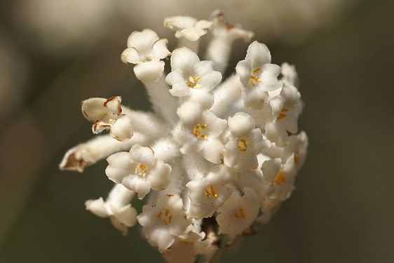 Edgeworthia Chrysantha