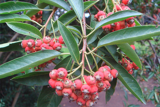 Photinia Davidiana