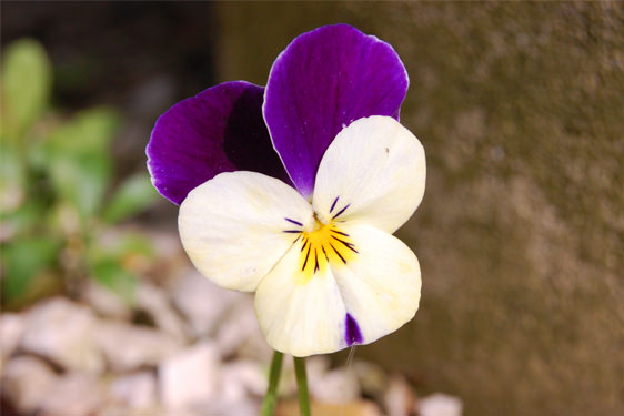 Viola Cornuta