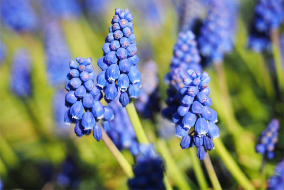 Cipollaccio – Muscari  Armeniacum