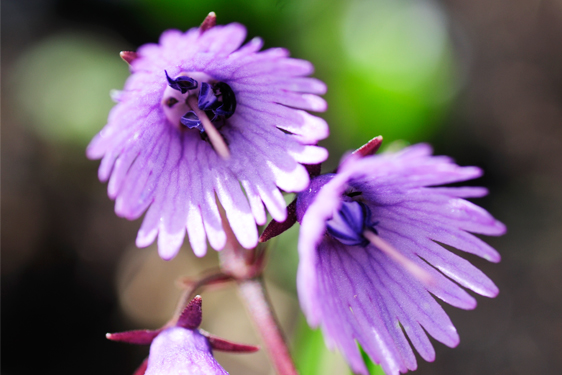 Soldanella Alpina