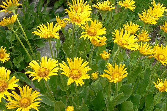 Doronico (Doronicum)