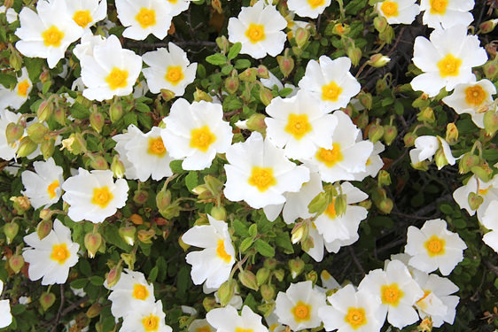 Cistus Salvifolius