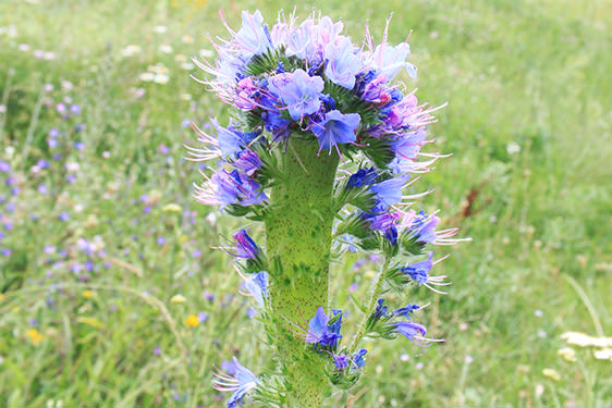 Echium