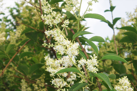 Ligustrum