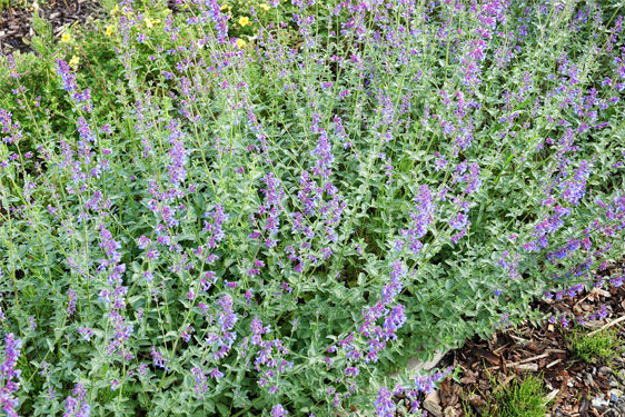 Nepeta