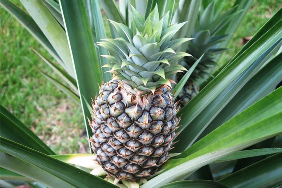 Pianta dell’Ananas