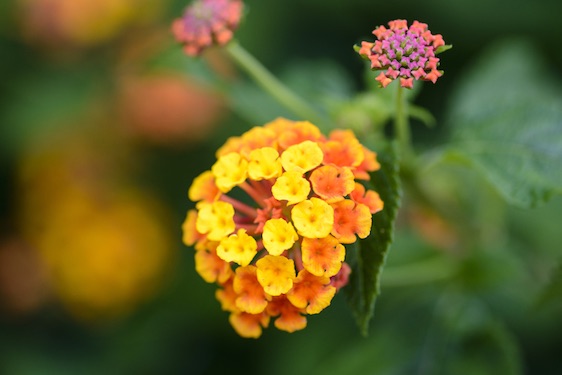 Lantana