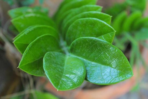 Zamioculcas