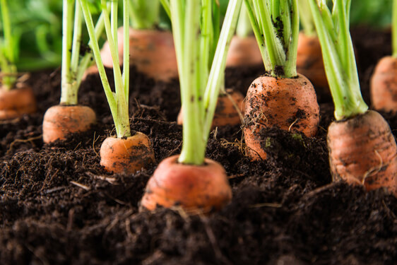 Pianta della Carota