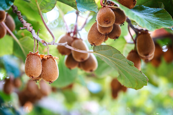 Pianta del Kiwi