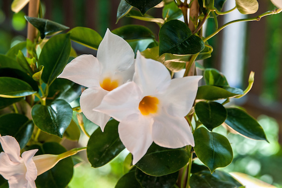 Mandevilla