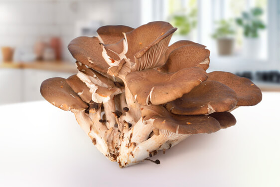 Fungo Pleurotus ostreatus