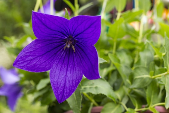 Campanula Grandiflora