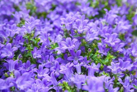 Campanula Catharina