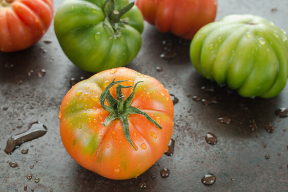 Pomodoro Costoluto Marinda