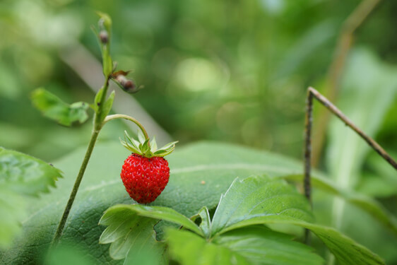 Fragoline di bosco