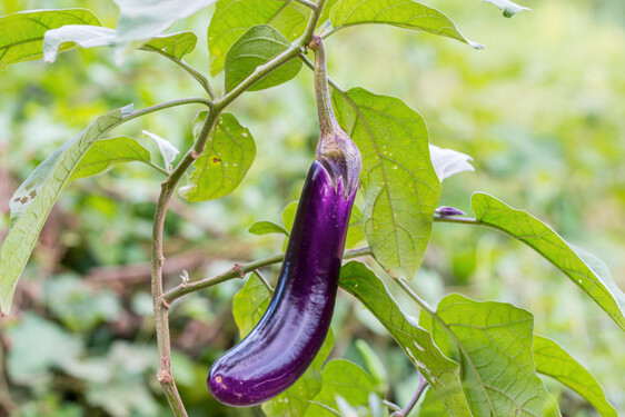 Melanzana Cima di Viola