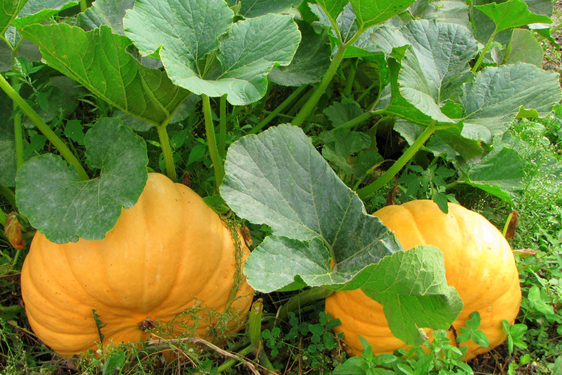 Pianta della Zucca