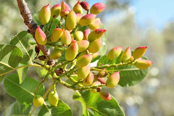 Pistacchio