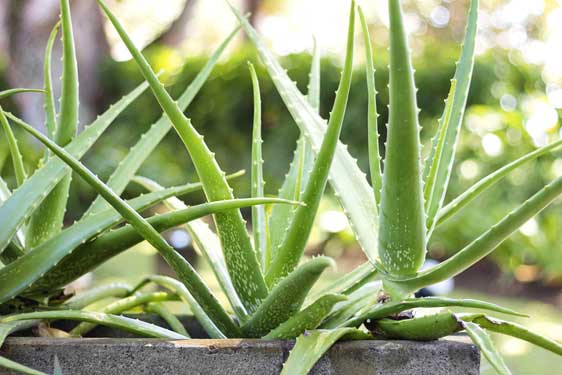 Aloe