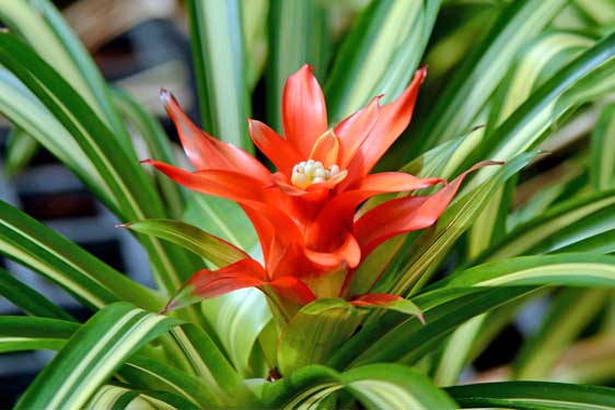 Bromelia