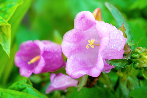 Campanula Appeal