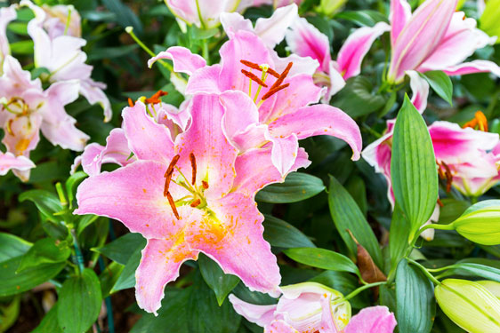 Lilium orientale