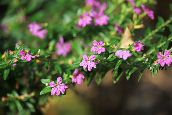 Cuphea Hyssopifolia