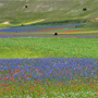 Fioritura Castelluccio di Norcia