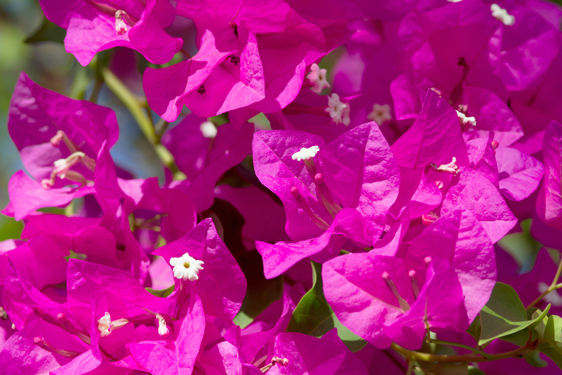 Bouganvillea Sanderiana