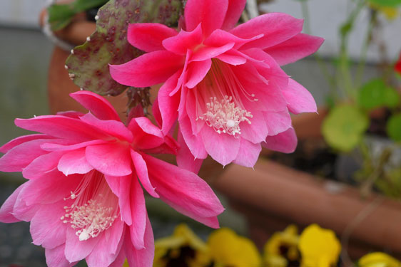 Epiphyllum