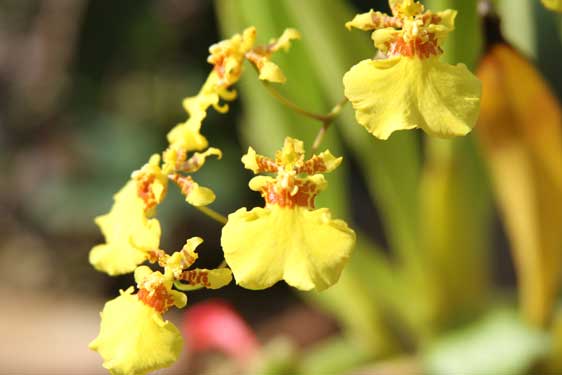 Orchidea Oncidium