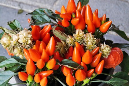 Peperoncino