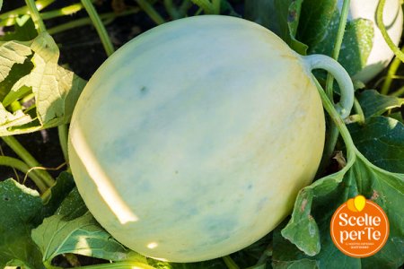 Melone Liscio Top Melon