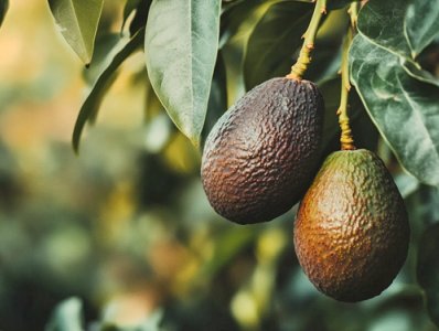 Avocado