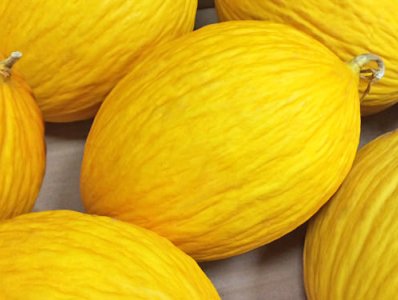Melone Giallo Invernale
