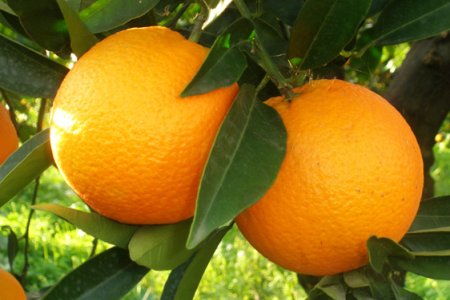 Arancio
