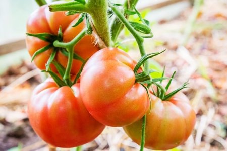 Pomodoro da insalata
