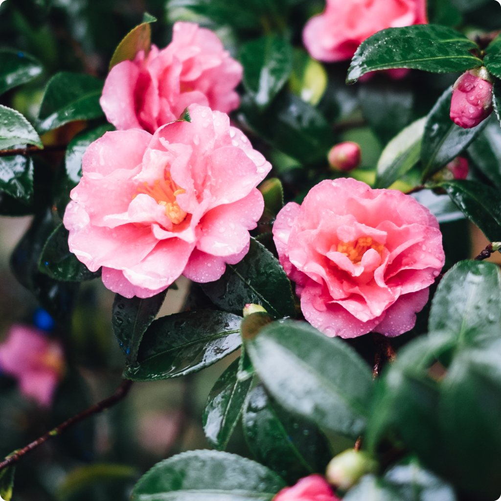 Camelia