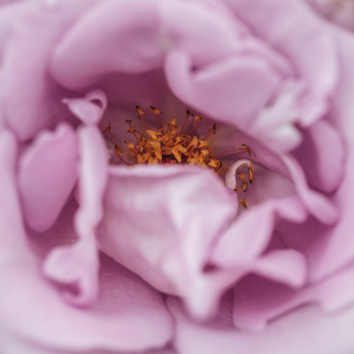 Camelia Scelte per te