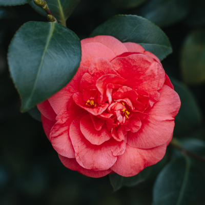 Camelia Scelte per te