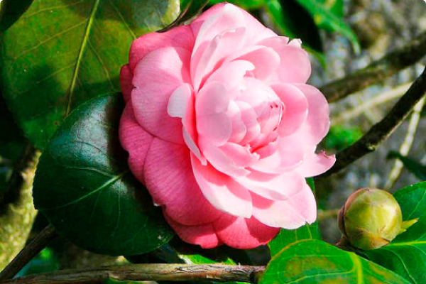 Camelia